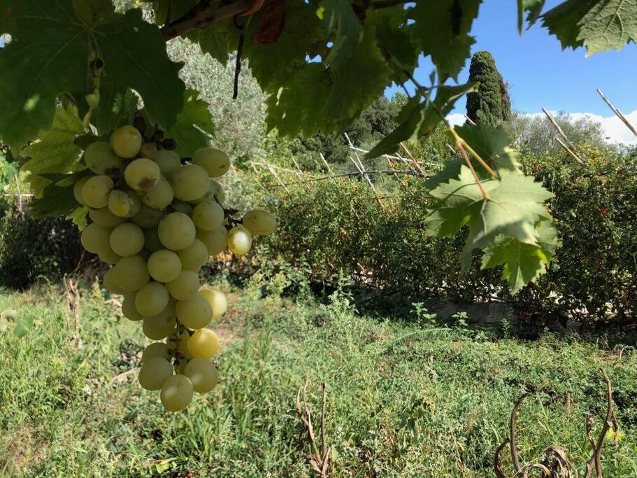 シエーナ La Vigna Agriturismoヴィラ エクステリア 写真