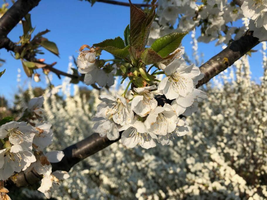 シエーナ La Vigna Agriturismoヴィラ エクステリア 写真