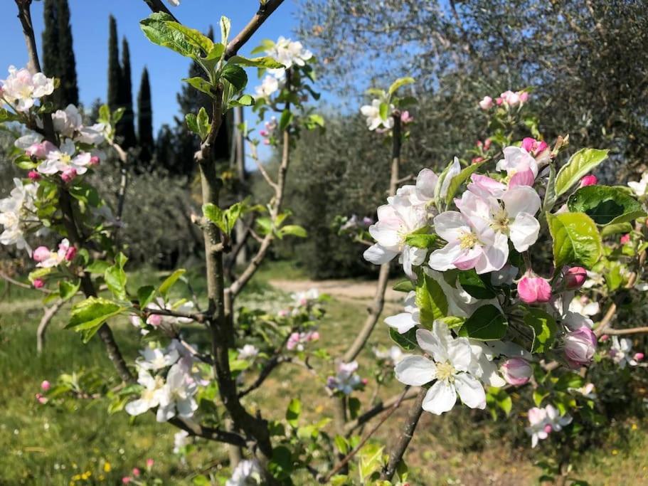 シエーナ La Vigna Agriturismoヴィラ エクステリア 写真