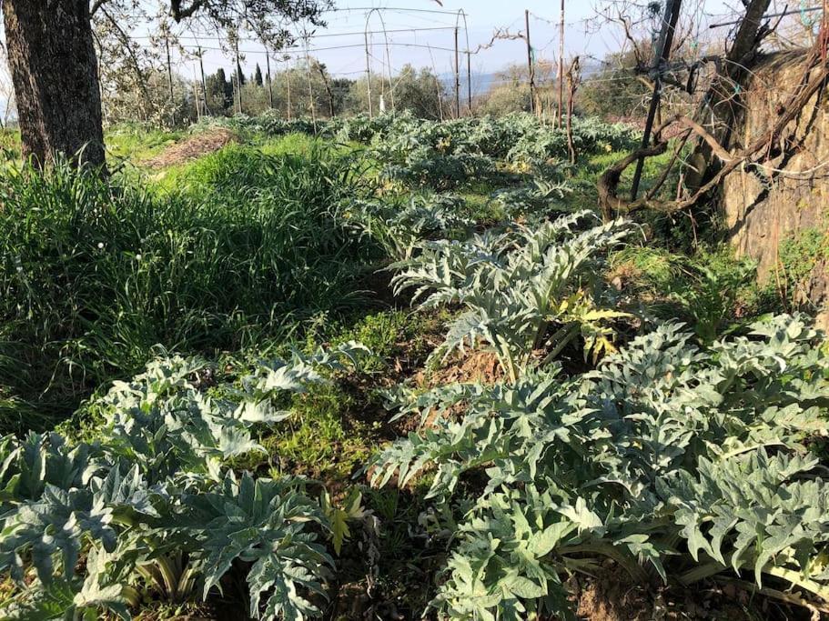 シエーナ La Vigna Agriturismoヴィラ エクステリア 写真