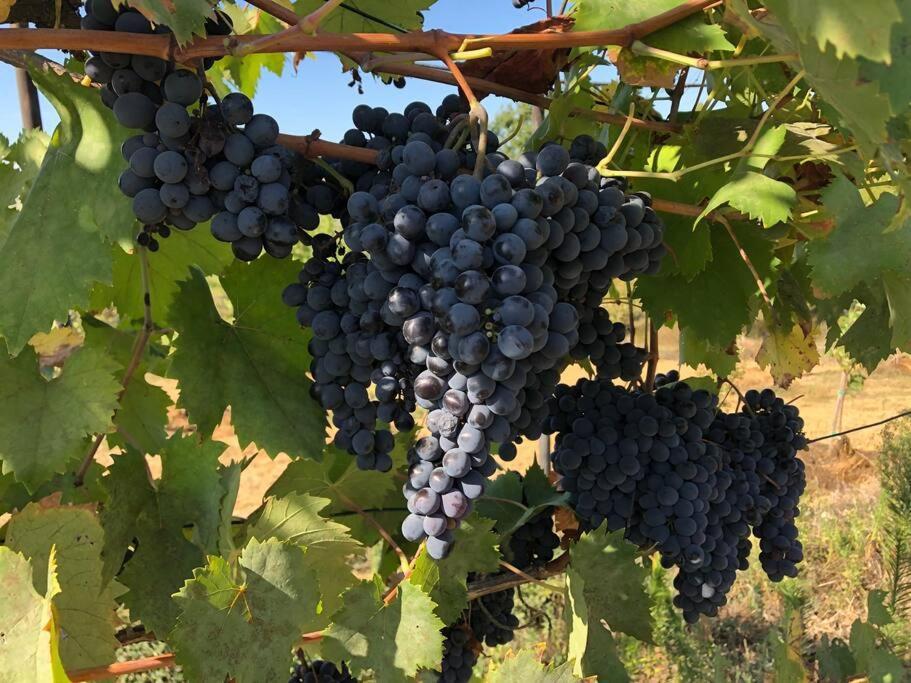 シエーナ La Vigna Agriturismoヴィラ エクステリア 写真