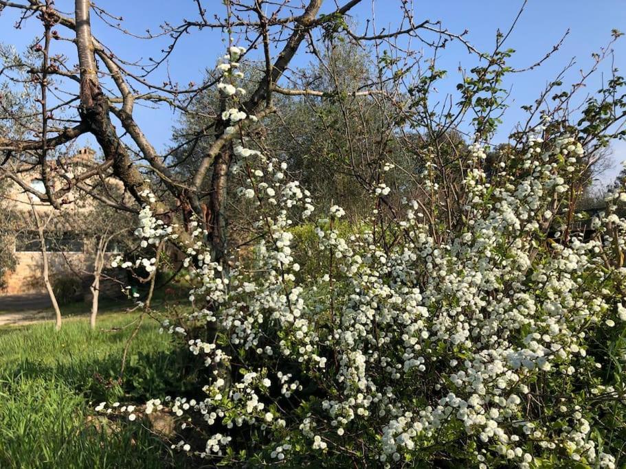 シエーナ La Vigna Agriturismoヴィラ エクステリア 写真