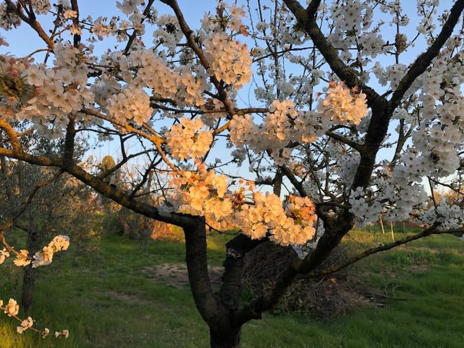 シエーナ La Vigna Agriturismoヴィラ エクステリア 写真