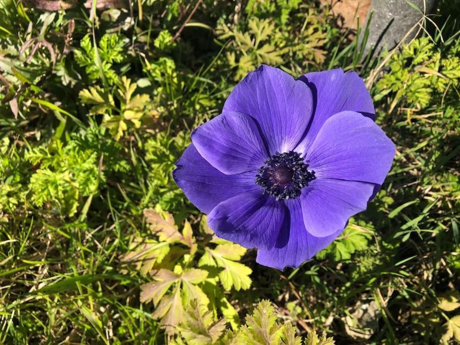 シエーナ La Vigna Agriturismoヴィラ エクステリア 写真