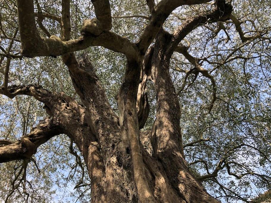 シエーナ La Vigna Agriturismoヴィラ エクステリア 写真
