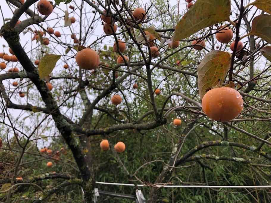 シエーナ La Vigna Agriturismoヴィラ エクステリア 写真