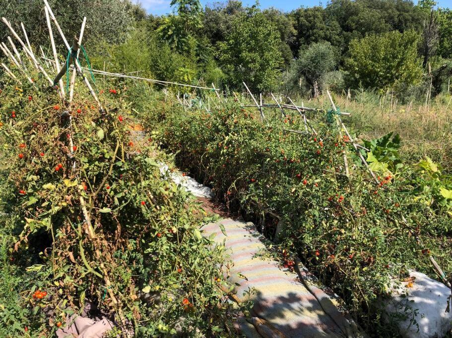 シエーナ La Vigna Agriturismoヴィラ エクステリア 写真
